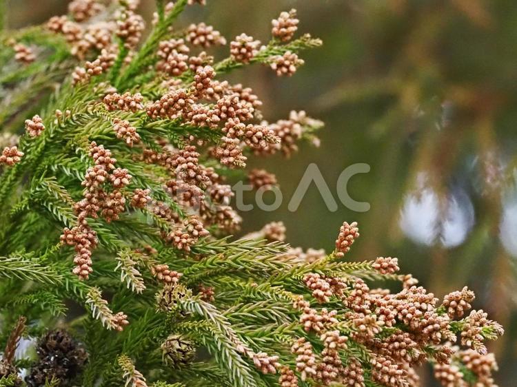 飛散前・花粉症の原因となる杉の雄花 杉,スギ,花粉の写真素材
