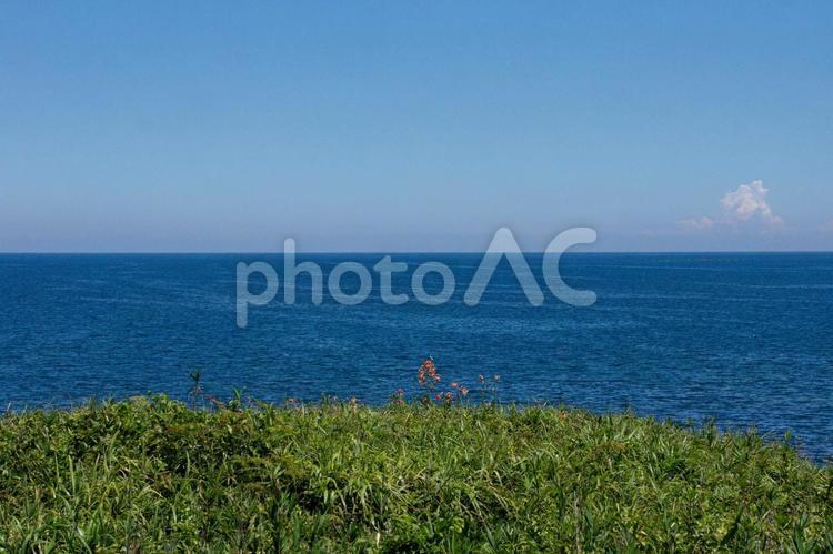 百合の咲く丘 ゆり,夏,海岸の写真素材