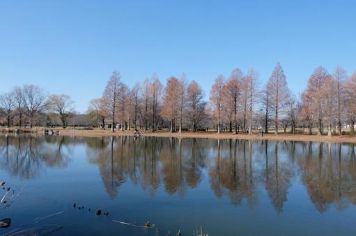 舎人公園 舎人公園,鴨,桜の写真素材