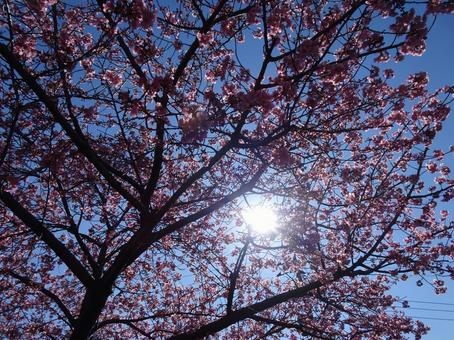 Photo, park, kawazu cherry tree, petal, 