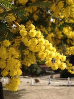Mimosa, JPG