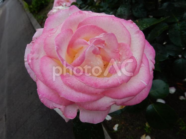 【薔薇の写真】バラの花 薔薇,植物,自然の写真素材