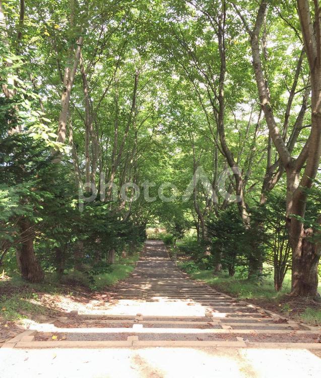 公園の散歩 公園,散歩,緑の写真素材