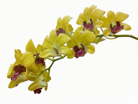 黄色いデンドロビウムの花 (背景なし) 黄色いデンドロビウムの花 (背景なし) 蘭,ラン,デンドロビウムの写真素材