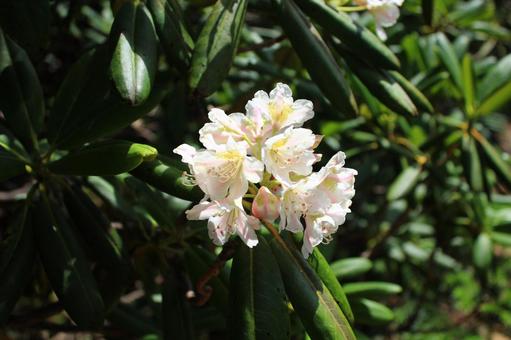 石楠花 シャクナゲ 山花 石楠花 シャクナゲ 山花の写真