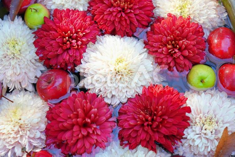 ダリアとリンゴの花手水のアップ 花手水,花,ダリアの写真素材