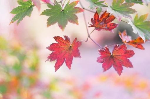 紅葉した可愛いコハウチワカエデ 紅葉した可愛いコハウチワカエデ 紅葉,秋,もみじの写真素材