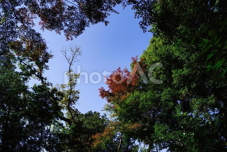 明治神宮の紅葉と青空 空,自然,森の写真素材