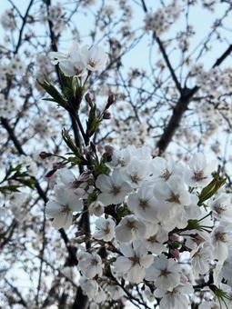 桜 桜の写真