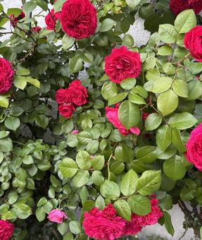 赤いミニ薔薇 赤いミニ薔薇 薔薇,グラデーション,鮮やかの写真素材