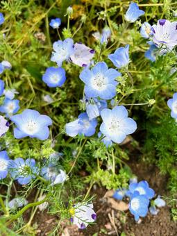 ネモフィラたち ネモフィラ,花,植物の写真素材