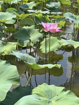 Photo, lotus, lotus flower, ancient lotus no sato, 