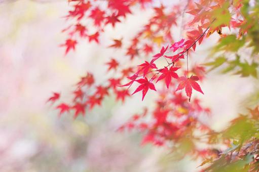紅葉した美しいモミジ 紅葉した美しいモミジ 紅葉,秋,もみじの写真素材