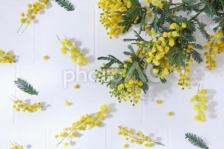 ミモザの花2俯瞰 ミモザ,花,黄色の写真素材