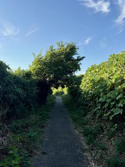 荒磯遊歩道　日本海沿いの雑木林の抜け道 木々,雑草,抜け道の写真素材