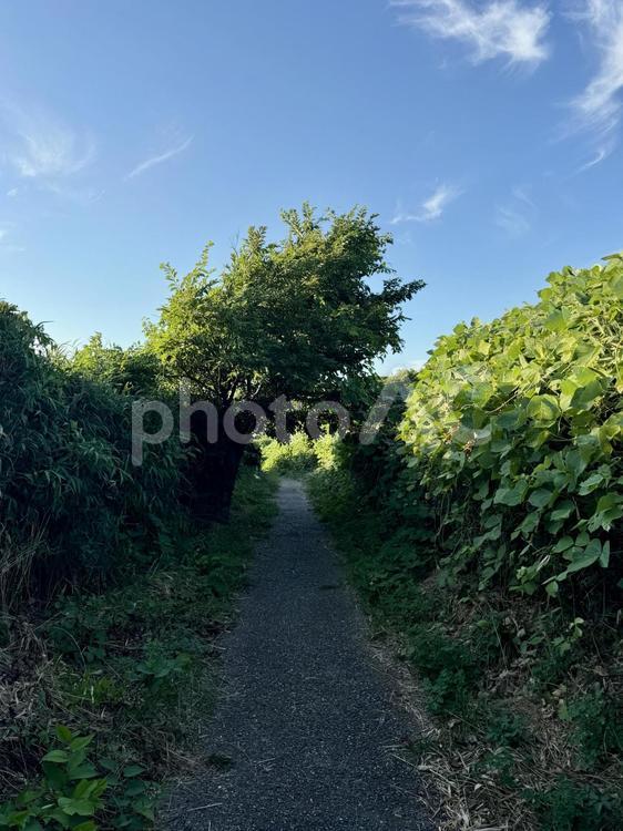 荒磯遊歩道　日本海沿いの雑木林の抜け道 木々,雑草,抜け道の写真素材