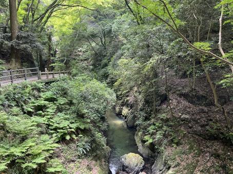 明治の森 箕面国定公園 明治の森 箕面国定公園 箕面,新緑,青もみじの写真素材