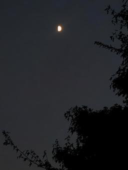 樹々の上に輝く月齢8.9の月 樹々の上に輝く月齢8.9の月 月,ムーン,moonの写真素材