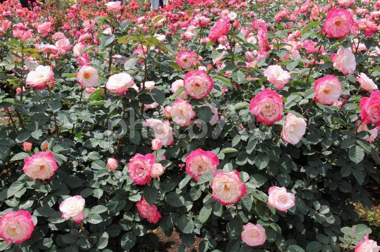 バラ・薔薇の咲く風景 バラ・薔薇,壁紙,ロマンチックの写真素材