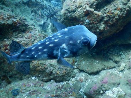 魚 魚の写真
