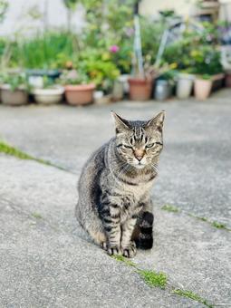 キジトラ猫がこちらを見つめている様子 キジトラ猫がこちらを見つめている様子 猫,ねこ,キジトラの写真素材