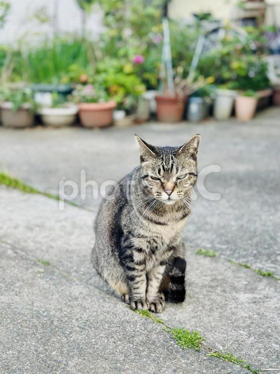 キジトラ猫がこちらを見つめている様子 猫,ねこ,キジトラの写真素材