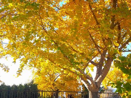 黄色に色づくイチョウの木 黄色に色づくイチョウの木 イチョウ,黄葉,木の写真素材