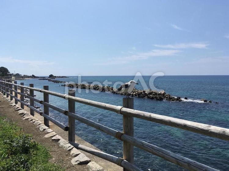 新潟県の海から見えるテトラポットと鳥 テトラポット,笹川流れ,村上の写真素材