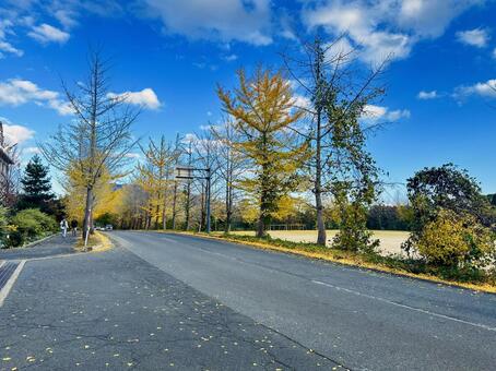 秋の神鍋高原　秋　紅葉 イチョウ,秋,紅葉の写真素材