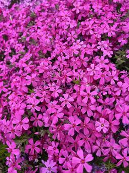 シバザクラ(芝桜)、ピンク シバザクラ(芝桜)、ピンク シバザクラ,芝桜,しばざくらの写真素材
