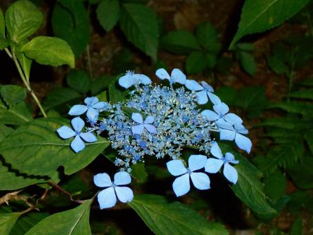 満開の紫陽花 満開の紫陽花の写真