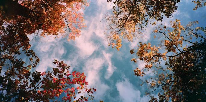 紅葉の隙間から覗く秋の空と雲 紅葉の隙間から覗く秋の空と雲の写真