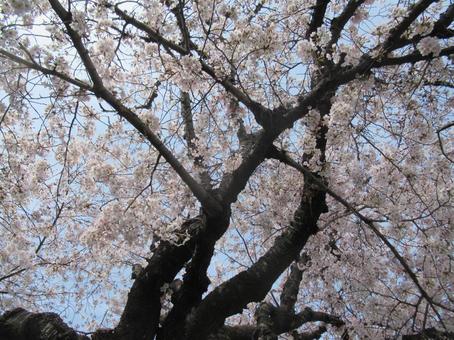 桜と青空 桜と青空の写真