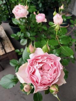 Veranda Rose Robe Decollete, JPG Veranda Rose Robe Decollete, JPG