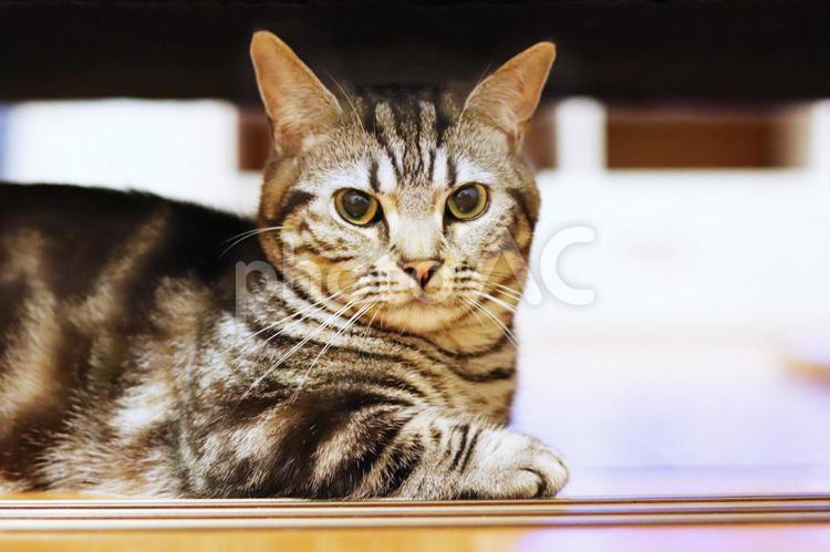 カメラ目線の猫 猫,ねこ,子ネコの写真素材