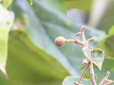 実のなる木 実のなる木の写真