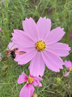 秋の日に咲きほこるコスモスとてんとう虫 秋の日に咲きほこるコスモスとてんとう虫 コスモス,秋桜,花の写真素材