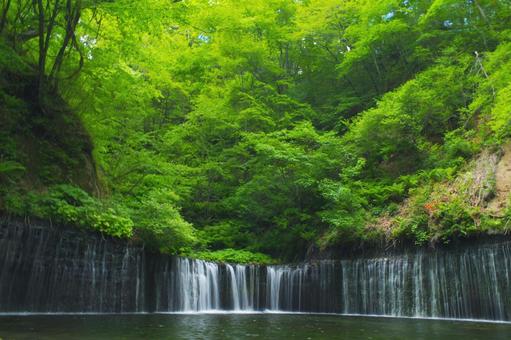 滝 滝の写真