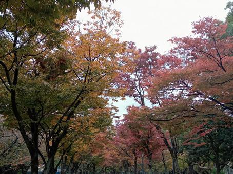 色づく秋の写真