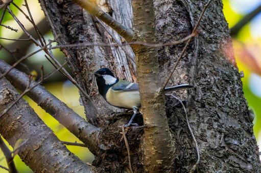 シジュウカラ(82)の写真