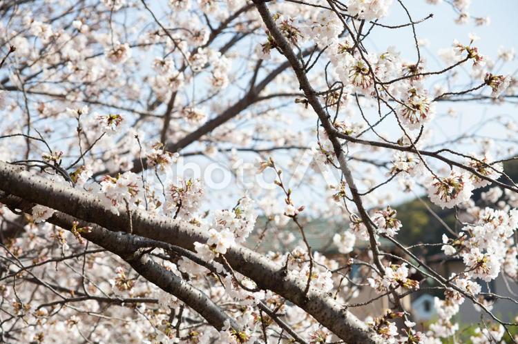 桜のイメージ 桜,桜並木,散歩道の写真素材