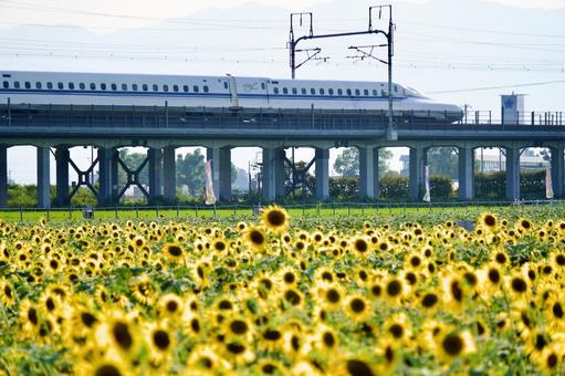 Photo, tokaido shinkansen, girasol, campo de girasol, 