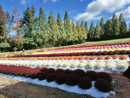 お花畑 お花,花畑,高原の写真素材