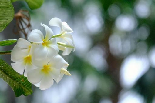 花 花の写真