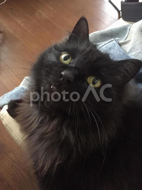 黒猫 ねこ,ネコ,猫の写真素材