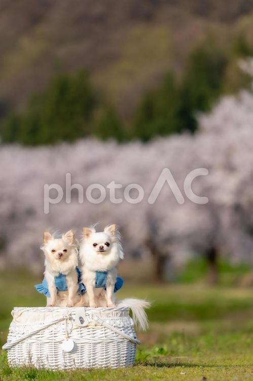 桜とチワワたち_1 桜,さくら,春の写真素材