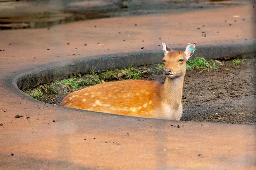 Sika deer Inokashira Zoo, JPG