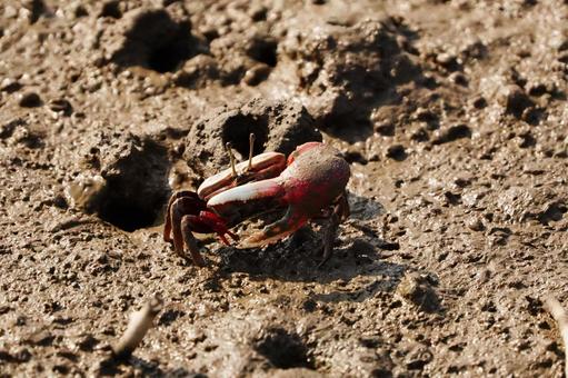 佐賀 干潟よか公園 シオマネキ1 シオマネキ,カニ,干潟の写真素材