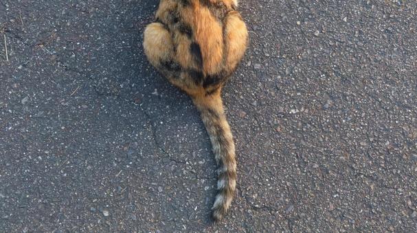 もふもふで可愛い三毛猫の尻尾 もふもふで可愛い三毛猫の尻尾 三毛猫,猫,尻尾の写真素材