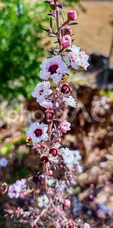 ギョウリュウバイ（御柳梅） 花,冬,自然の写真素材